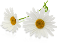 blume.png